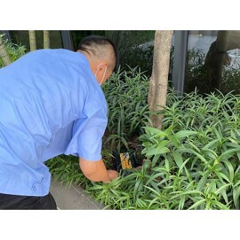 園林綠(lǜ)化滅治白蟻