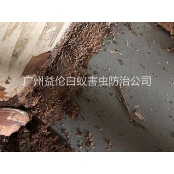 荔灣(wān)倉庫白蟻滅治