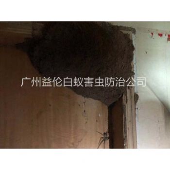 南沙橫瀝滅治白(bái)蟻巢