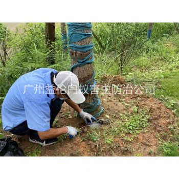 增(zēng)城綠化樹木治白蟻