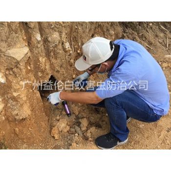 黃埔水庫堤(dī)壩(bà)滅白蟻