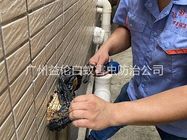 白雲區建築滅治白蟻工程