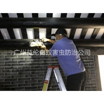 廣州祠(cí)堂殺滅白(bái)蟻工程