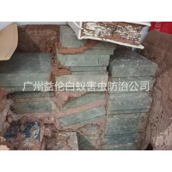 白雲區防治白蟻危害(hài)工程